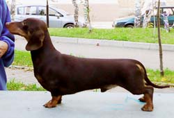 dachshund from Golden Fler 