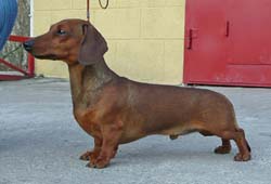 miniature dachshund 