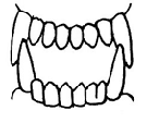 сдвоенный зуб